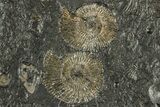 Fossil Ammonite (Dactylioceras) Cluster - Posidonia Shale, Germany #304960-1